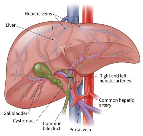 Varicose Veins Doctor in Jaipur, Spider Veins Specialist in Jaipur, Best Thyroid Ablation Specialist in Jaipur, Uterine Fibroid Treatment in Jaipur, Fibroids Surgeon in Jaipur, Dr Manish Rajput, ED Specialist Jaipur