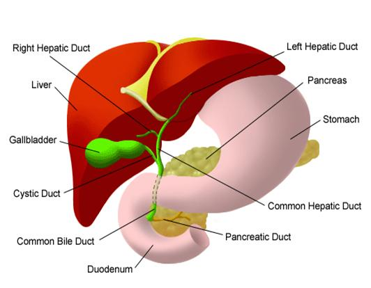 Varicose Veins Doctor in Jaipur, Spider Veins Specialist in Jaipur, Best Thyroid Ablation Specialist in Jaipur, Uterine Fibroid Treatment in Jaipur, Fibroids Surgeon in Jaipur, Dr Manish Rajput, ED Specialist Jaipur